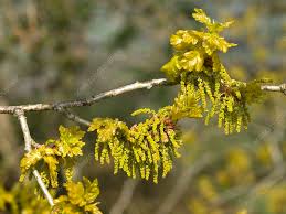 Attēlu rezultāti vaicājumam “Quercus robur male flower”