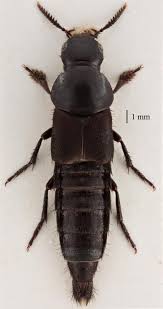 Attēlu rezultāti vaicājumam “Quedius dilatatus”