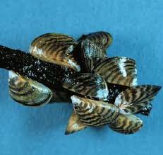 Attēlu rezultāti vaicājumam “Dreissena polymorpha”