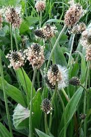 Attēlu rezultāti vaicājumam “Plantago lanceolata flower”