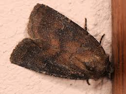 Attēlu rezultāti vaicājumam “Rusina ferruginea male”