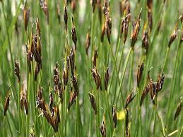 Attēlu rezultāti vaicājumam “Schoenus ferrugineus”