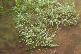 Image result for Rorippa nasturtium-aquaticum