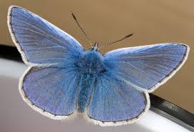 Attēlu rezultāti vaicājumam “Polyommatus icarus male”