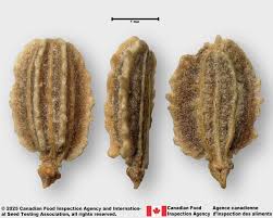 Attēlu rezultāti vaicājumam “Daucus sativus”