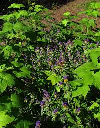 Attēlu rezultāti vaicājumam “Melampyrum nemorosum leaf”
