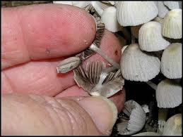 Attēlu rezultāti vaicājumam “Coprinus disseminatus”