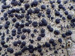 Attēlu rezultāti vaicājumam “Lecidella elaeochroma”