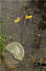 Attēlu rezultāti vaicājumam “Utricularia minor bud”