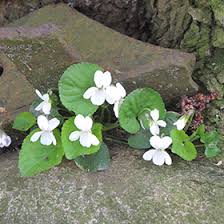 Image result for Viola odorata