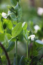 Attēlu rezultāti vaicājumam “Pisum sativum flower”