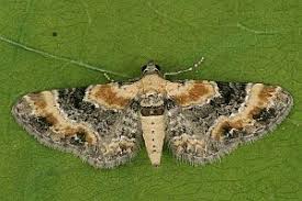 Attēlu rezultāti vaicājumam “Eupithecia linariata”