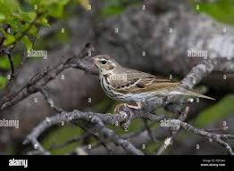 Image result for Anthus hodgsoni