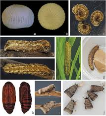 Attēlu rezultāti vaicājumam “Proutia betulina larva”
