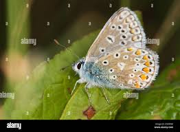 Attēlu rezultāti vaicājumam “Polyommatus icarus male”