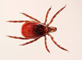 Attēlu rezultāti vaicājumam “Ixodes female”