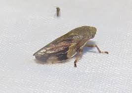 Attēlu rezultāti vaicājumam “Aphrophora nymph”