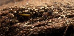 Attēlu rezultāti vaicājumam “Lasiosphaeria ovina spores”