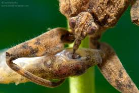 Attēlu rezultāti vaicājumam “Nepa cinerea nymph”