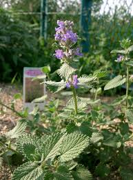 Attēlu rezultāti vaicājumam “Nepeta x faassenii flower”