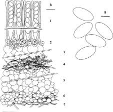 Attēlu rezultāti vaicājumam “Peziza ammophila”