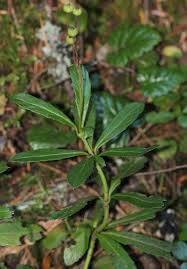 Attēlu rezultāti vaicājumam “Chimaphila umbellata”