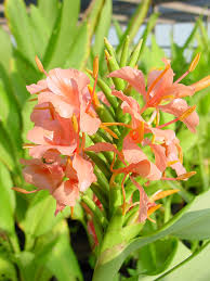 Image result for Helichrysum lindleyii