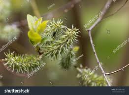 Attēlu rezultāti vaicājumam “Salix pentandra fruit”