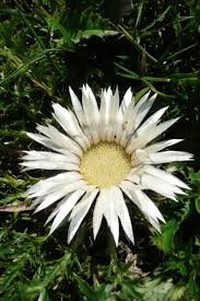 Image result for Silberdistel