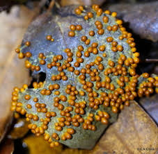Attēlu rezultāti vaicājumam “Leocarpus fragilis var. bisporus spores”