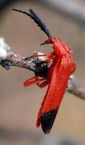 Attēlu rezultāti vaicājumam “Lygistopterus sanguineus larva”