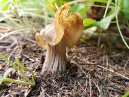 Attēlu rezultāti vaicājumam “Helvella crispa”