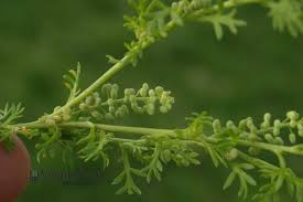 Attēlu rezultāti vaicājumam “Enteridium liceoides young”