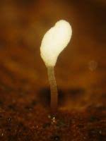 Attēlu rezultāti vaicājumam “Typhula setipes”