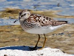 Image result for Calidris minutilla