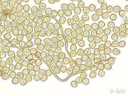 Attēlu rezultāti vaicājumam “Trichia flavicoma”