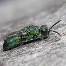 Attēlu rezultāti vaicājumam “Chrysididae”