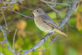 Attēlu rezultāti vaicājumam “Phoenicurus phoenicurus female”