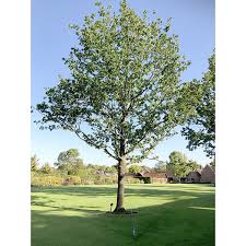 Attēlu rezultāti vaicājumam “Quercus robur”