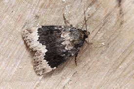 Attēlu rezultāti vaicājumam “Amphipyra perflua”