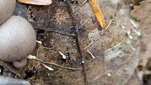 Attēlu rezultāti vaicājumam “Lycogala roseosporum spores”