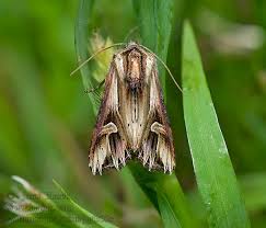 Attēlu rezultāti vaicājumam “Actinotia polyodon”