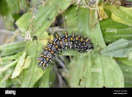 Attēlu rezultāti vaicājumam “Mellicta athalia larva”