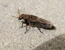 Attēlu rezultāti vaicājumam “Ontholestes murinus”