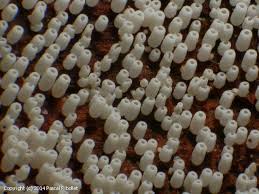 Attēlu rezultāti vaicājumam “Henningsomyces candidus”