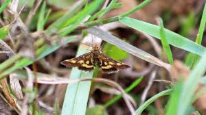 Attēlu rezultāti vaicājumam “Pyrausta purpuralis”