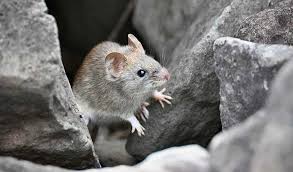 Attēlu rezultāti vaicājumam “Cricetidae”