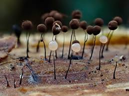 Attēlu rezultāti vaicājumam “Comatricha alta spores”