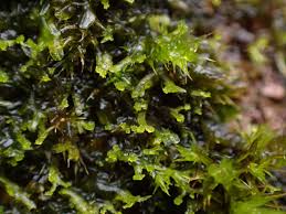 Attēlu rezultāti vaicājumam “Metzgeria violacea”