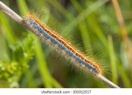 Attēlu rezultāti vaicājumam “Malacosoma castrensis”